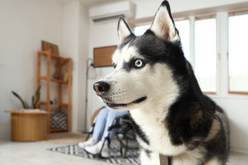 Cute husky dog and young woman in wheelchair at home