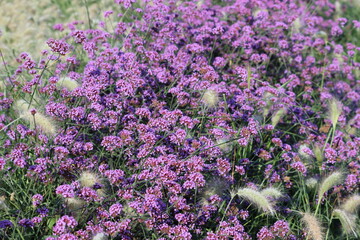 Verbena bonariensis, the purpletop vervain, Argentinian vervain, tall verbena or pretty verbena, is a member of the verbena family cultivated as a flowering annual or herbaceous perennial plant.