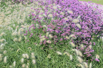 Obraz premium Verbena bonariensis, the purpletop vervain, Argentinian vervain, tall verbena or pretty verbena, is a member of the verbena family cultivated as a flowering annual or herbaceous perennial plant.