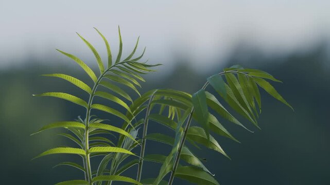 Staghorn sumac leaf close up backlit by sun