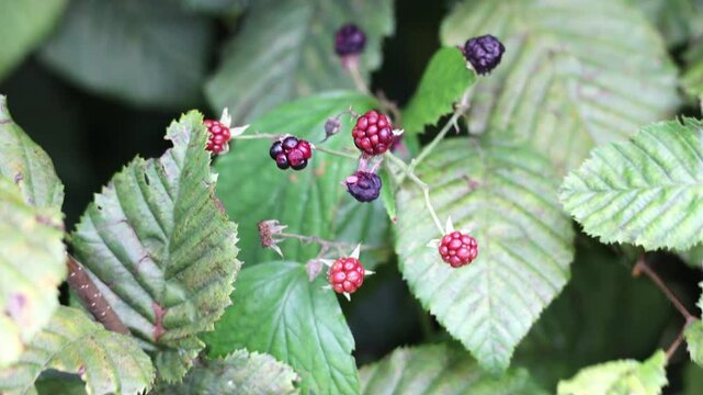A bush of many ripe blackberries (Rubus fruticosus). They are decorated in red and purple colors.
