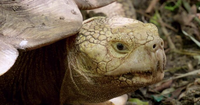 Close-up shot of the head of an African spurred tortoise, Centrochelys sulcata, an endagered species that is bred in captivity inside a zoo in Thailand.