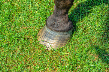Close-up of horse's leg with hoof. Large horse's hoof on black leg. Green summer pasture background.