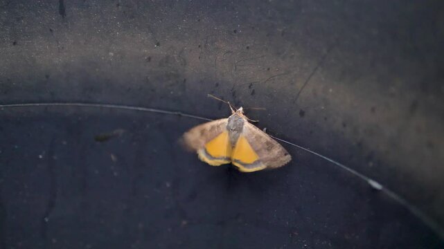 A large yellow underwing moth clinging to the side of a bucket and flapping its wings, highlighting the moth's vibrant colors and delicate structure