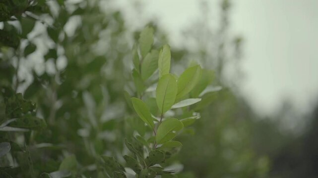 Slow-motion image of a yerba mate plant.