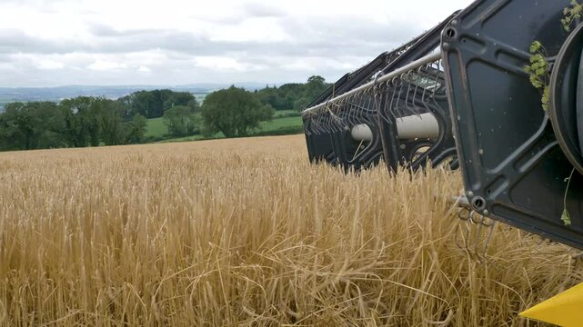 A combine harvester reel methodically tilling a golden barley field, capturing the early stages of agricultural harvest and soil preparation