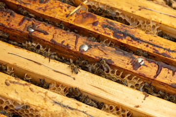 A frame with wax foundation full of honey is removed from the hive by the beekeeper.
