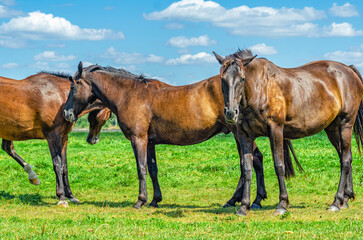 Brown horses grazing in meadow. Herd of horses. Looks into camera. Cumulus clouds.