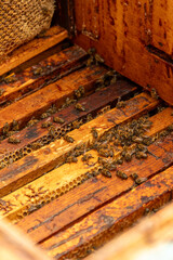 A frame with wax foundation full of honey is removed from the hive by the beekeeper.