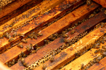 A frame with wax foundation full of honey is removed from the hive by the beekeeper.