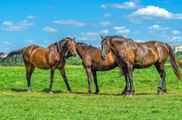 Brown horses playing in meadow. Three horses. Looks into camera. Blurred city and cumulus clouds.