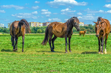 Brown horses grazing in meadow. Herd of horses. Looks into camera. Blurred city and cumulus clouds.