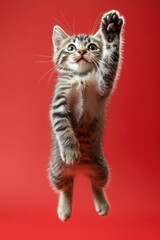 Kitten jumping with paw outstretched, red background.