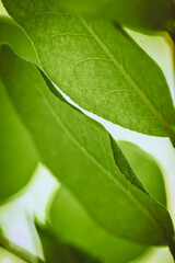 Macro detail of a mulberry leaf in summer