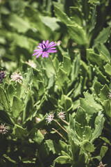 Field of pink daisy in bloom 