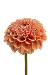 Macro photo of a pink dahlia flower on a white background