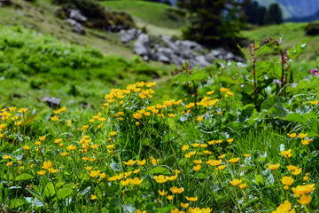 Sumpfdotterblume (Caltha palustris) in Vorarlberg, &Ouml;sterreich