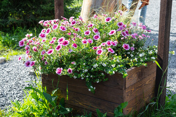 Outdoor landscaping - pots and planters on the city street with outdoor flowers violets, marigolds, ivy. Decoration of cafes, windows of the house with flowerbeds with flowering plants