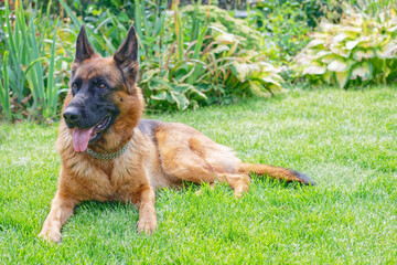 German shepherd on a green grass
