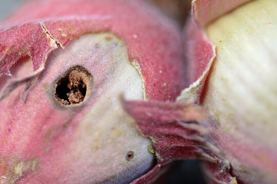 Holes in hazelnuts, drilled by the adult larvae, hazelnut borer