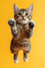 Obraz premium Adorable tabby kitten flies against yellow background