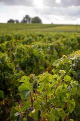 Lush Grape Vines in Pauillac Vineyards, Bordeaux