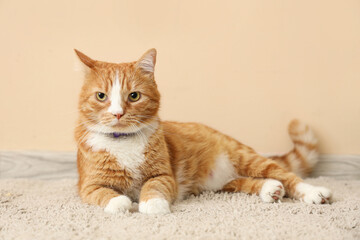 Cute red cat lying near beige wall