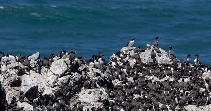 Yaquina head at Oregon, one of the largest Common Murre bird colonies on the west coast.