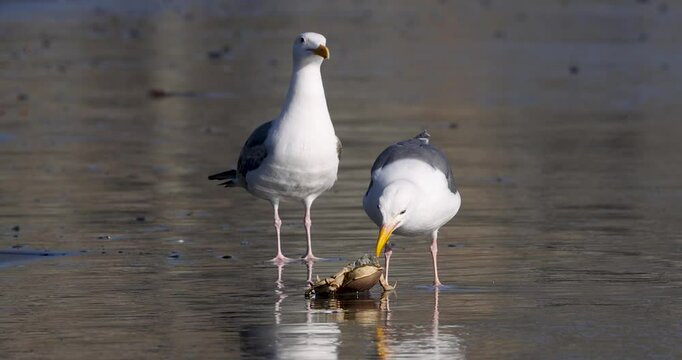 Sea Gull bird feeding on a Dungeness crab on the Pacific shore line in Oregon.