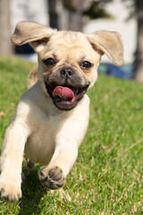 A happy pug puppy runs through a grassy field, his tongue sticking out, ears flopping.