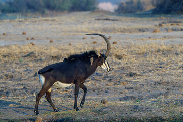 Solitary sable antelope seen on an African safari in Botswana Africa