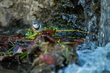 Cape wagtail playing in a water stream