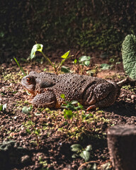 Toad in close-up at night in a garden