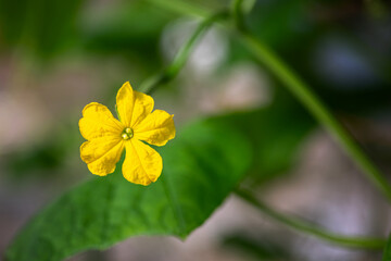 Gelbe Blüte einer Gurkenpflanze in einem Gewächshaus