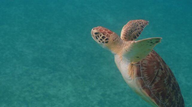 Green sea turtle swimming in the caribbean coming up for air