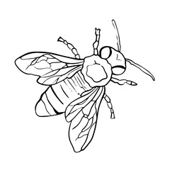 handrawn simple black line art illustration of a honey bee
