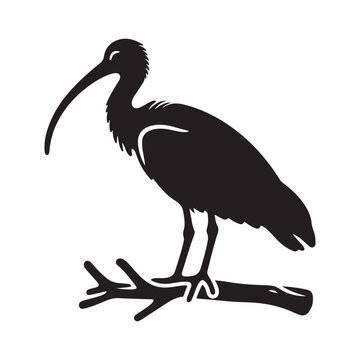 recommend clip art: Black Headed Ibis Silhouette Vector Illustrations - Perfect for Designers