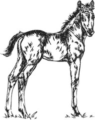 Foal sketch illustration