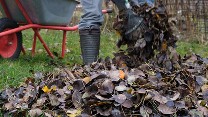 A man rakes dry fallen leaves from the ground into a wheelbarrow. Cleaning the lawn. Autumn gardening. Preparing the garden for winter.