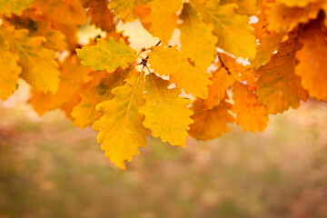 abstract autumn nature wallpaper with yellow oak leaves close-up, autumn mood,