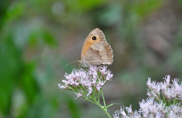 The Small Heath
(Coenonympha pamphilus) butterfly on leaf with natural green background , The pattern similar to the yellow eyes with black dot in black circle on brown and orange wings