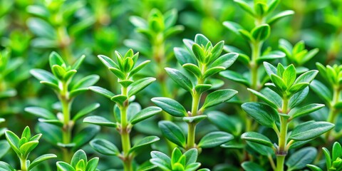 Obraz premium Close-up of Lush Green Leaves, Vibrant Greenery, Nature Texture, Foliage, Spring, Garden, Plant