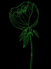 Green flower isolated on black background. Vector illustration.