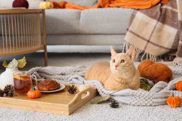 Cute cat with plaid lying at home on autumn day