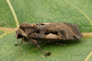 Closeup on a Setaceous Hebrew Character owlet moth, Xestia c-nigrum