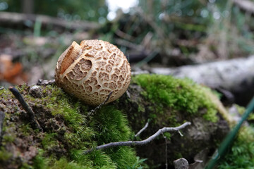 Closeup on the common earthball or pigskin poison puffball mushroom, Scleroderma citrinum on the forest floor