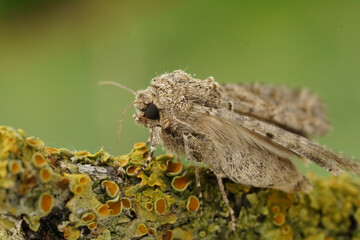 Closeup on a European Nutmeg, Owlet moth, Anarta trifolii on a twig in the garden