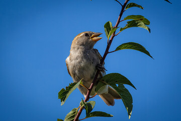 A young female house sparrow sits on a tree branch with green leaves with an open beak toward the camera lens with a blue sky background on a sunny summer day.