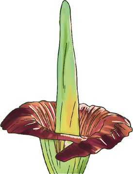 recommend clip art: drawing illustration of rafflesia arnoldii stinking corpse lily colored