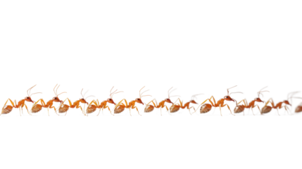 Ants group isolated on white background